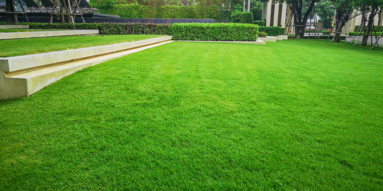 Elevating Your Outdoors: Professional Solutions for Lawn Vitality