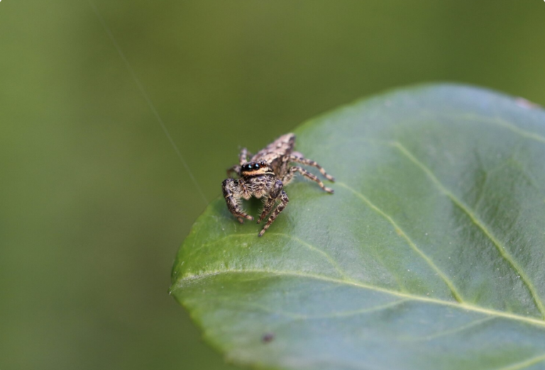 How St. Louis Weather Shapes Pest Activity